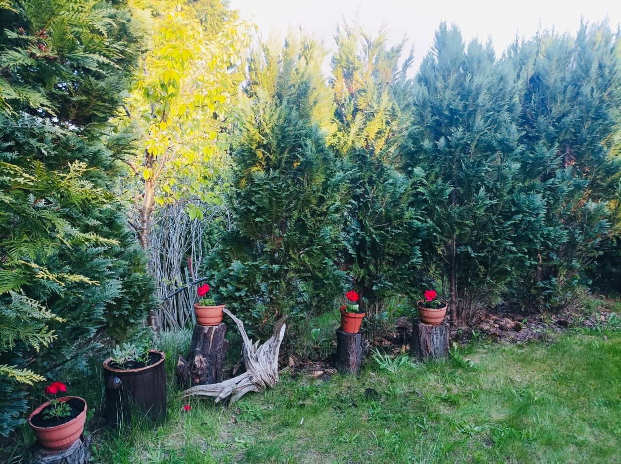 Działka rod Gdańsk Morena