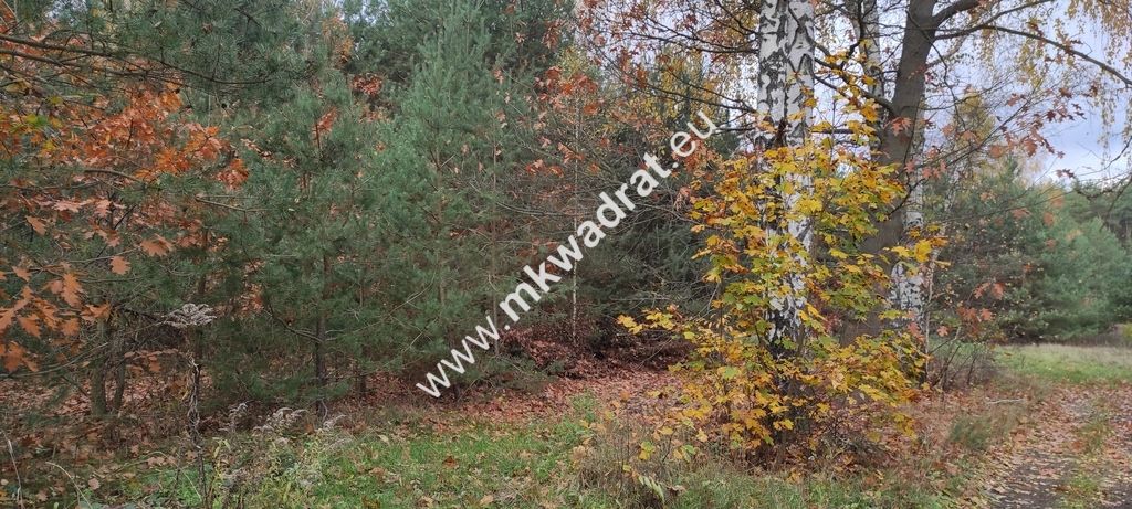 Działka budowlana Tłumy. Zdjęcie 1