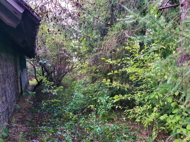 Działka siedliskowa Borek Stary. Zdjęcie 7