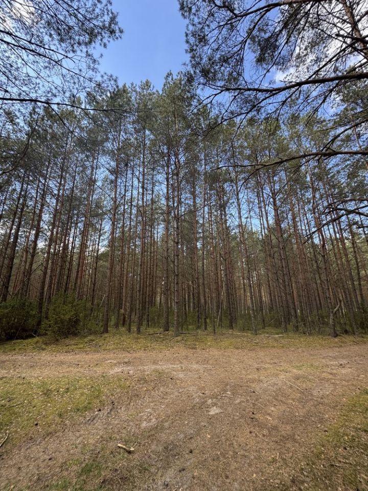 Działka leśna Konarzyny. Zdjęcie 6