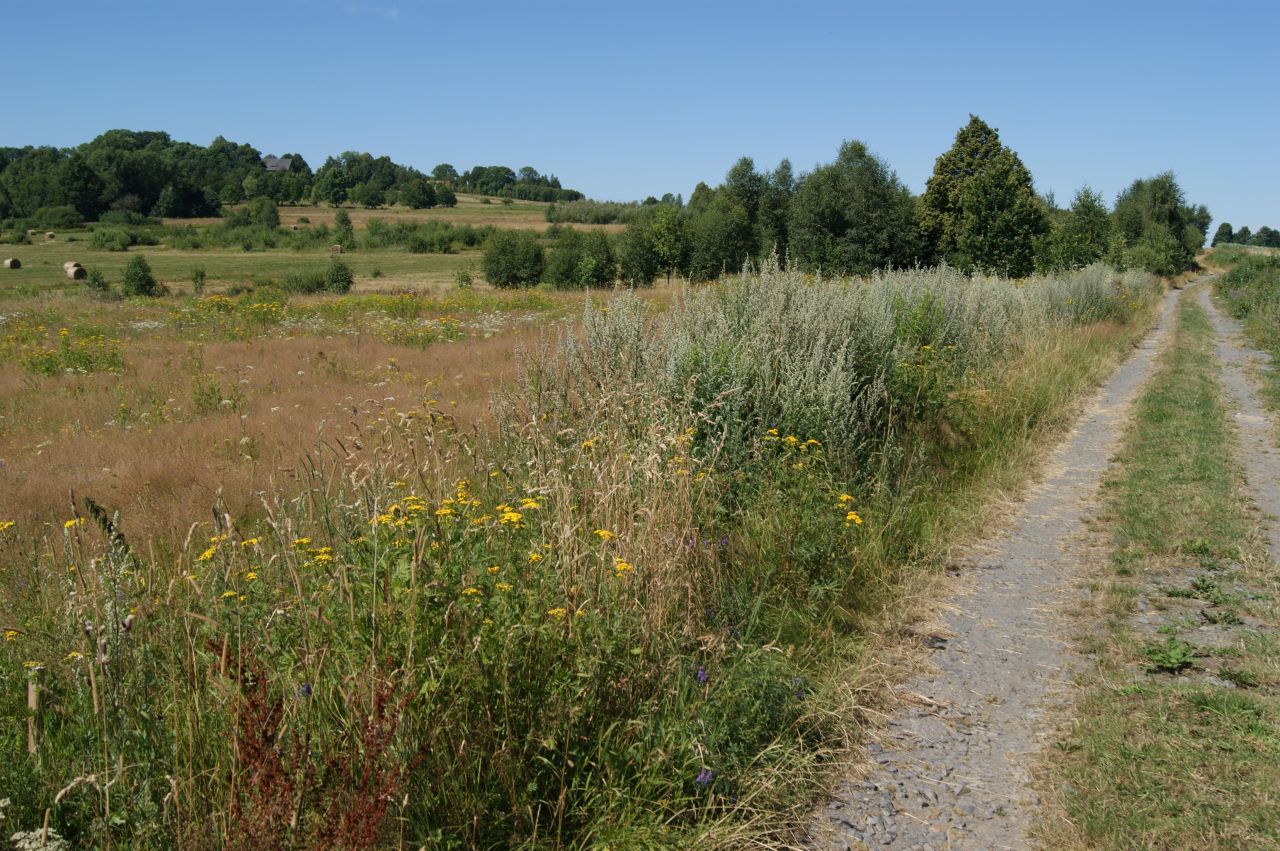 Działka rolno-budowlana Grudza. Zdjęcie 2