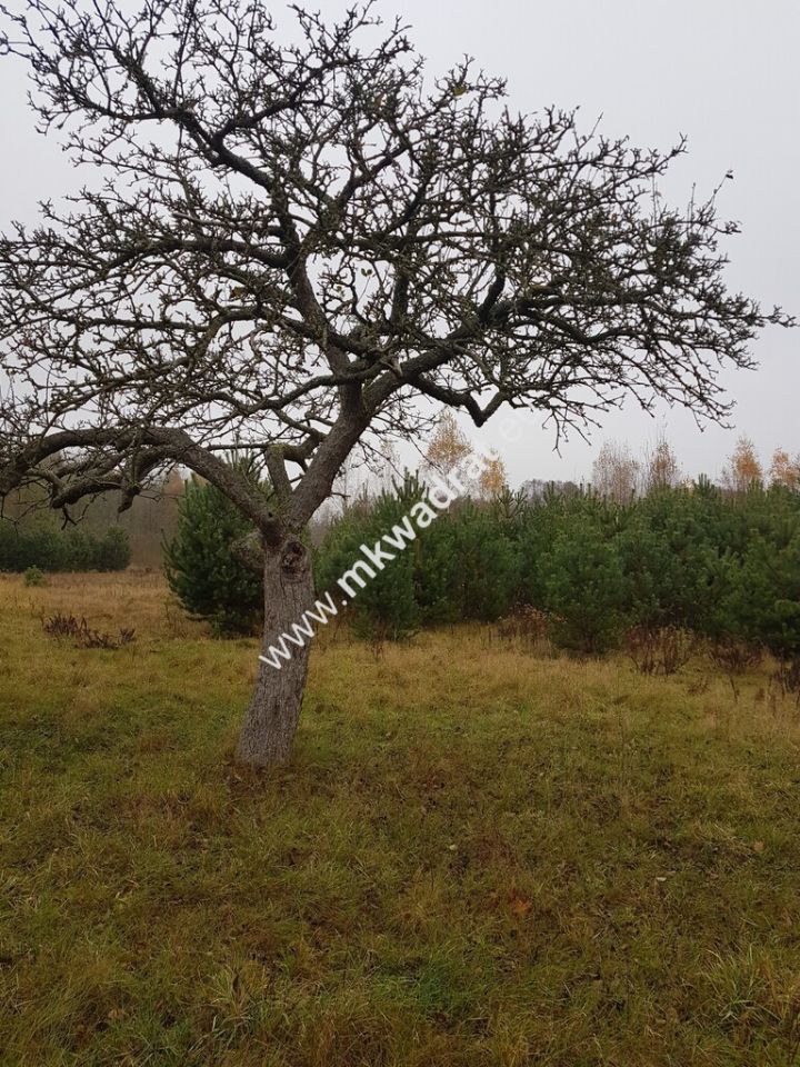 Działka budowlana Ojrzanów. Zdjęcie 4