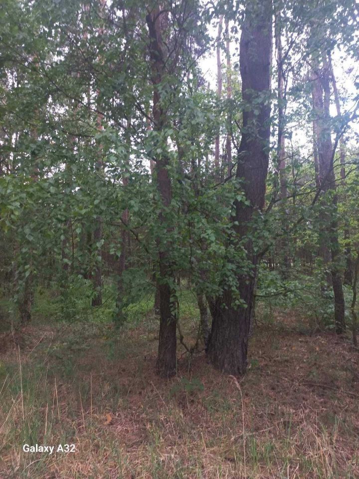 Działka leśna Miedźno. Zdjęcie 6