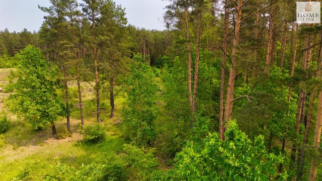 Działka leśna Klewki. Zdjęcie 10