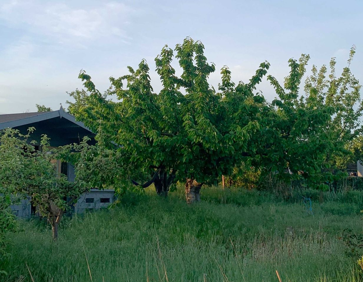 Działka rod Krzywiń. Zdjęcie 2