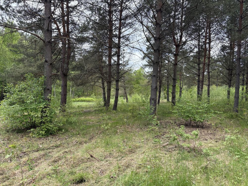 Działka rekreacyjna Borzechowo