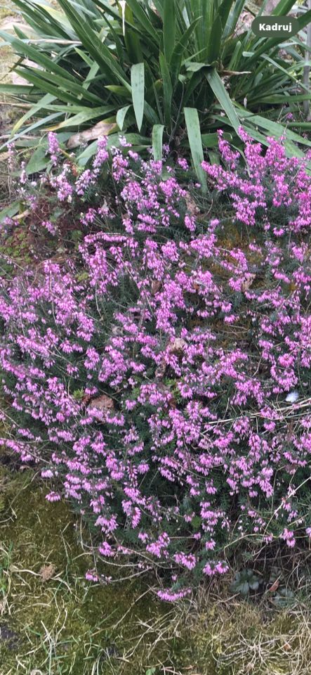 Działka rod Gliwice Stare Gliwice, ul. Józefa Sowińskiego. Zdjęcie 8