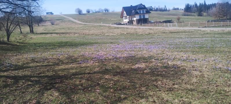 Działka budowlana Czerwienne Pałki. Zdjęcie 3