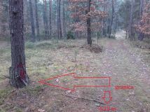 Działka leśna Pradła. Zdjęcie 3