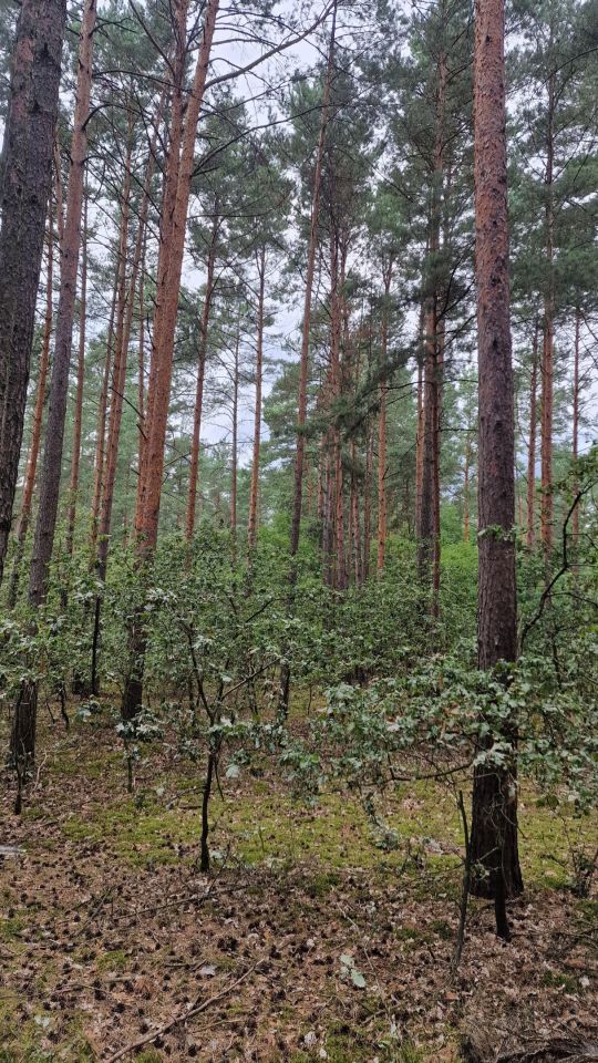 Działka leśna Grodzisk. Zdjęcie 6