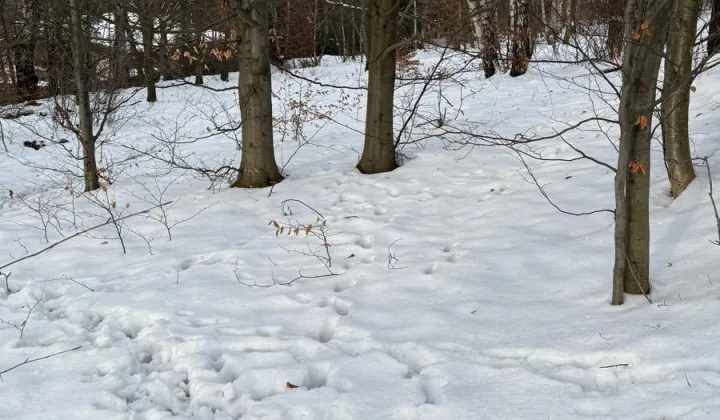 Działka rekreacyjna Wilkowice Górne Wilkowice, ul. Narciarska