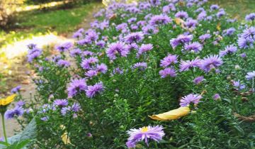 Działka rod Toruń Rudak, ul. Rudacka