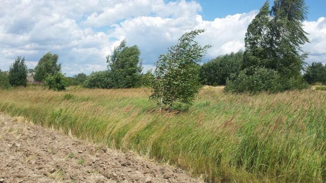 Działka rolna Krzeczów. Zdjęcie 1