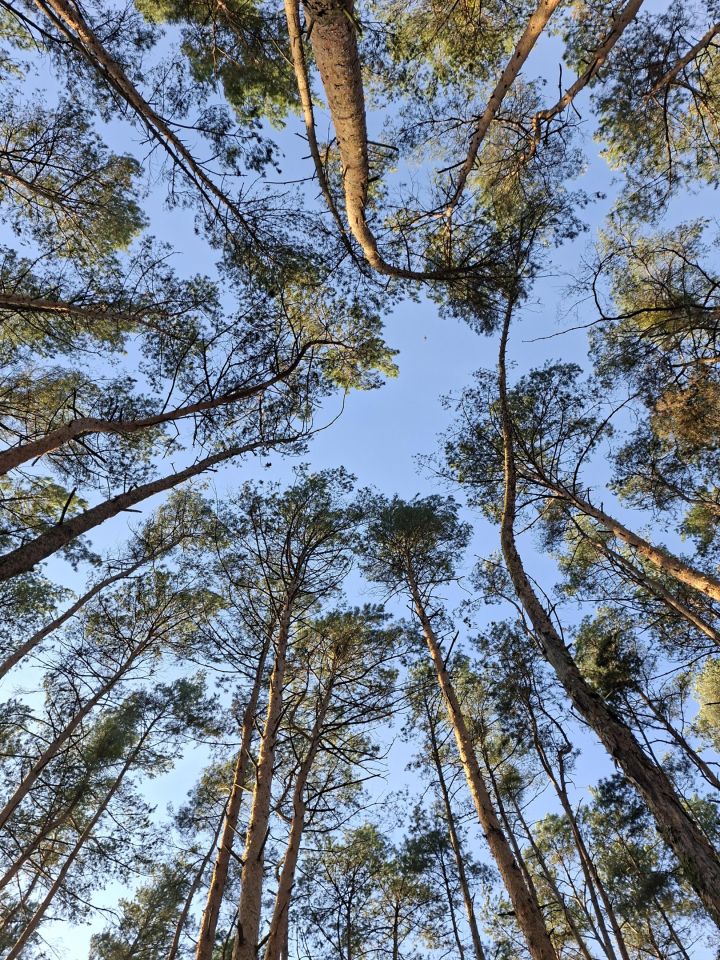 Działka budowlana Józefów Dębinka, ul. Daleka. Zdjęcie 3