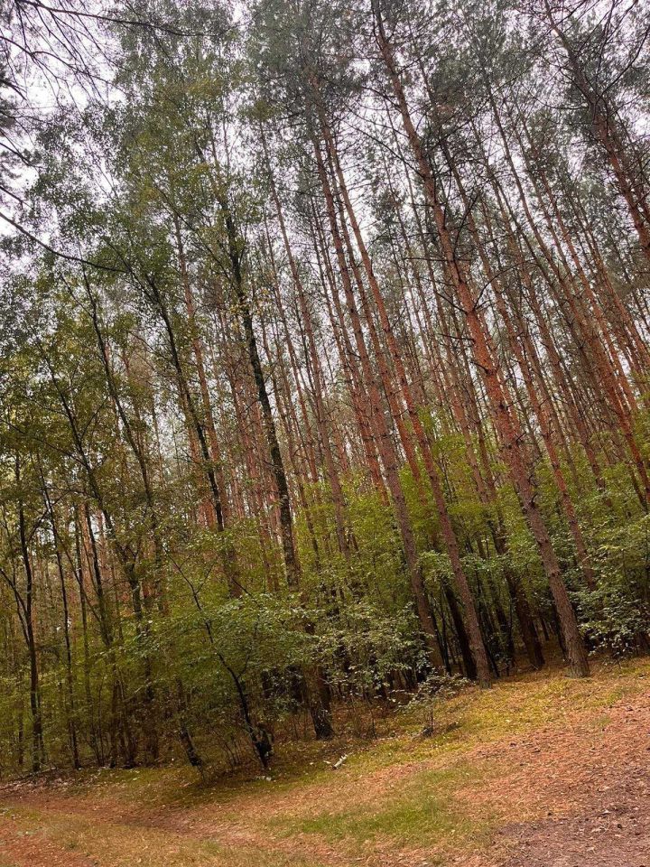 Działka leśna Nowy Duninów. Zdjęcie 3