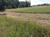 Działka rolno-budowlana Białki Górne. Zdjęcie 4