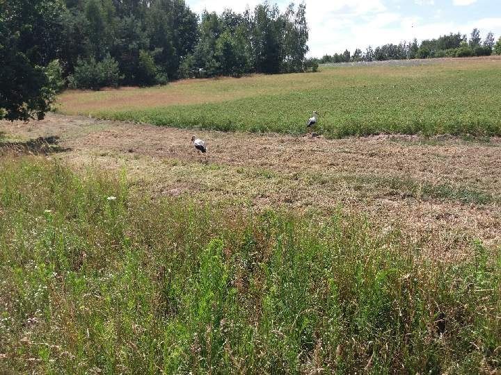 Działka rolno-budowlana Białki Górne. Zdjęcie 5