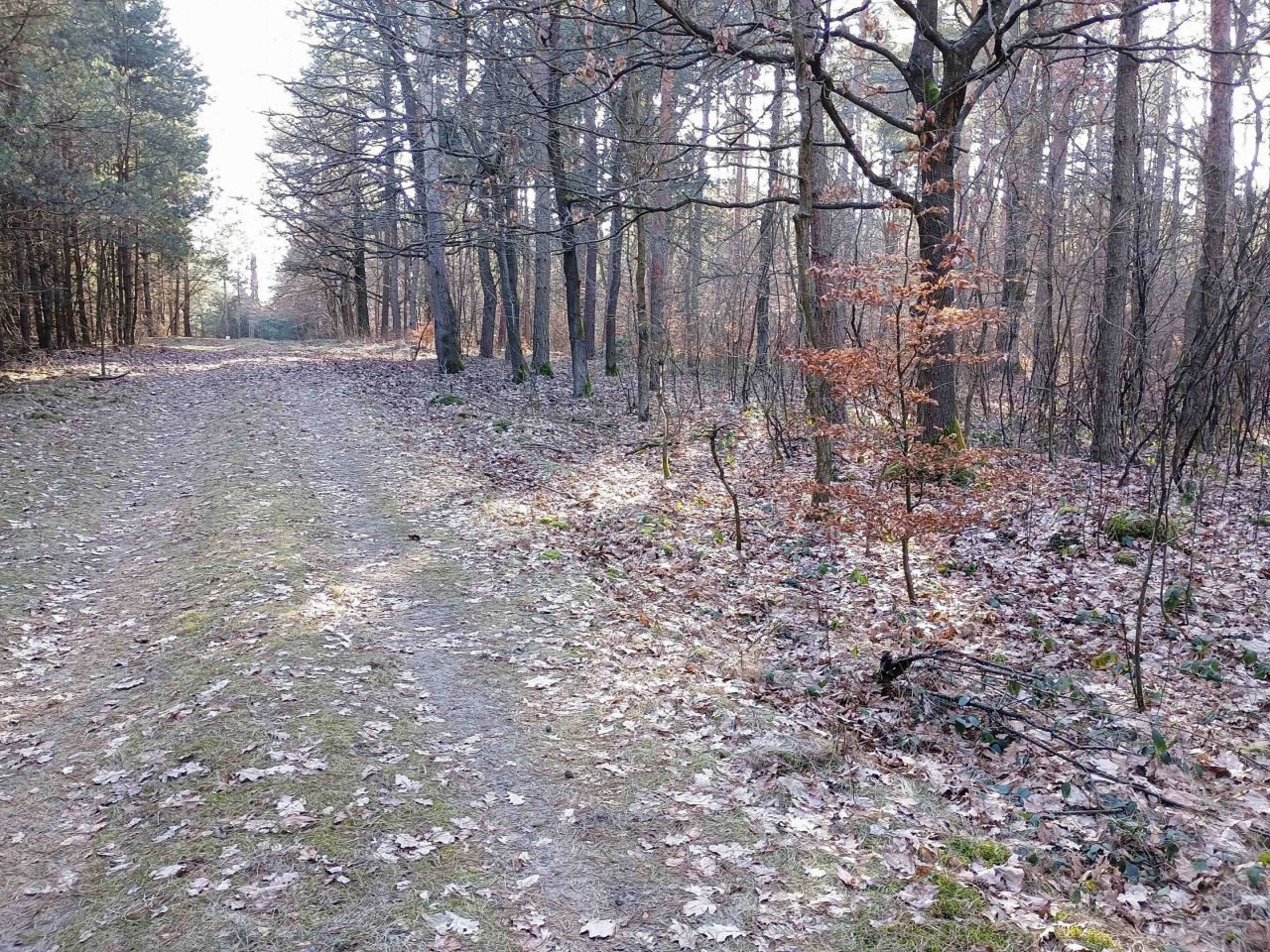 Działka rekreacyjna Widełka. Zdjęcie 3