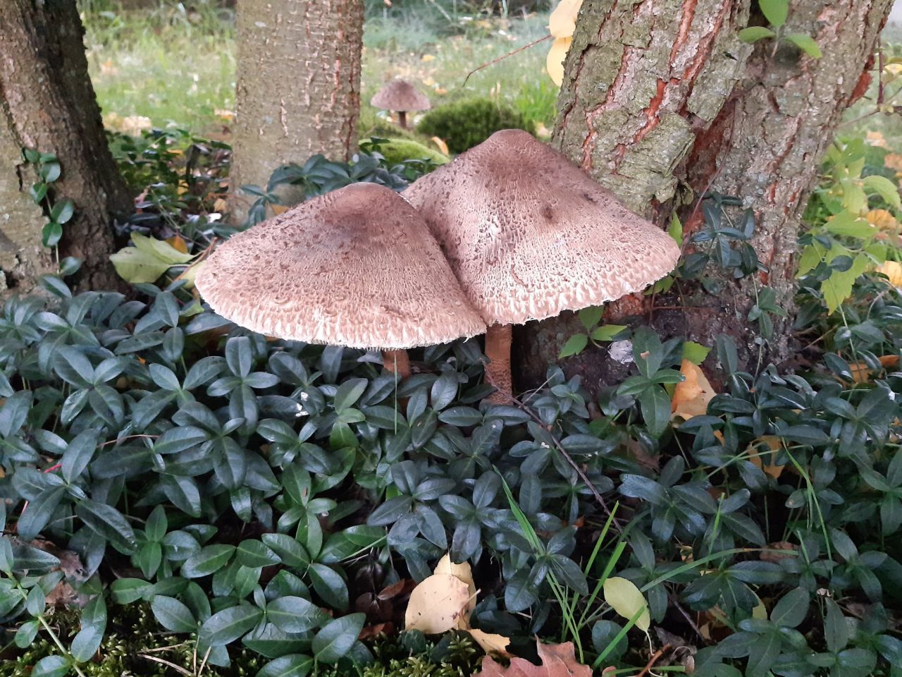 Działka budowlana Podbiel Krupińskie, Sosnowa. Zdjęcie 21