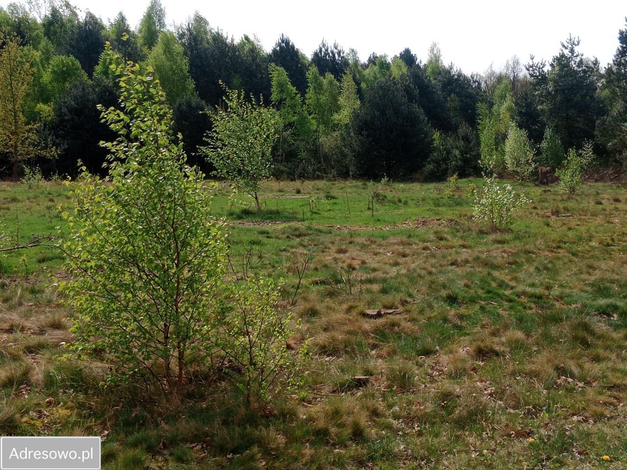 Działka rolno-budowlana Zabrodzie. Zdjęcie 6