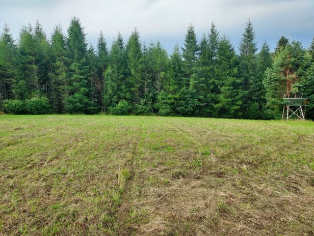 Działka leśna Kreców. Zdjęcie 1