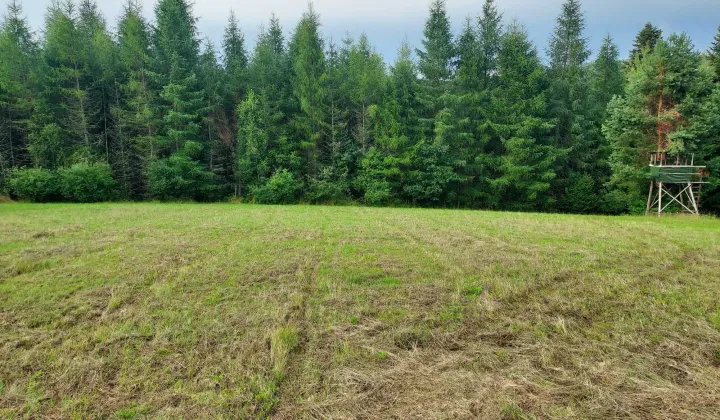 Działka leśna Kreców