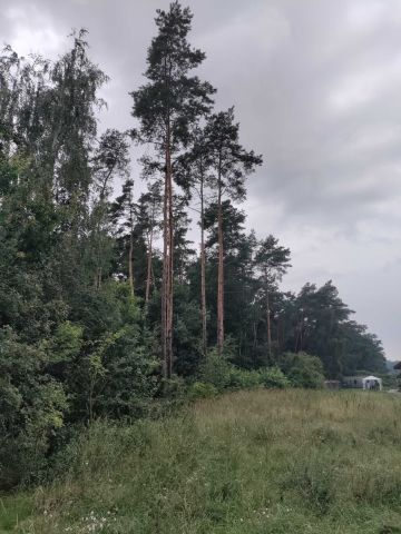 Działka leśna Nowe Tłoki. Zdjęcie 1
