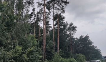 Działka leśna Nowe Tłoki