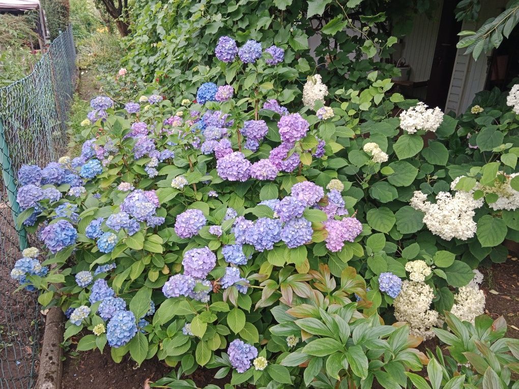 Działka rod Kędzierzyn-Koźle Kuźniczka. Zdjęcie 8