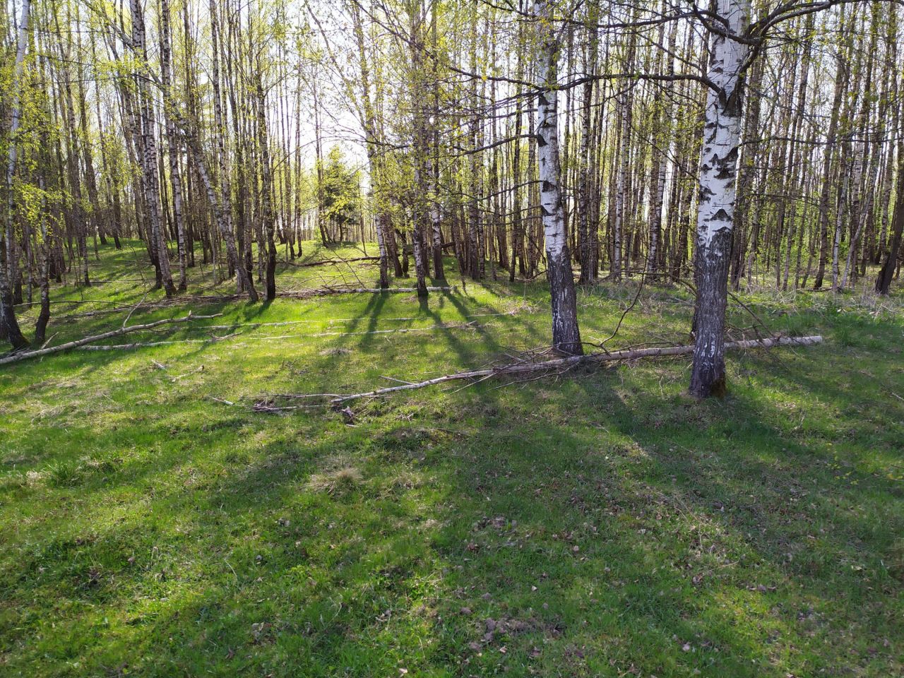 Działka rolna Użmauda. Zdjęcie 4