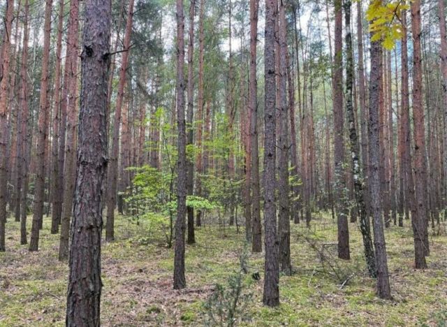 Działka leśna Skrzynki. Zdjęcie 1