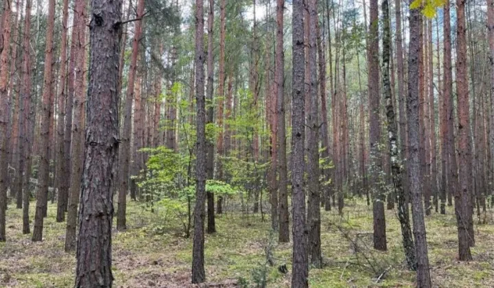 Działka leśna Skrzynki