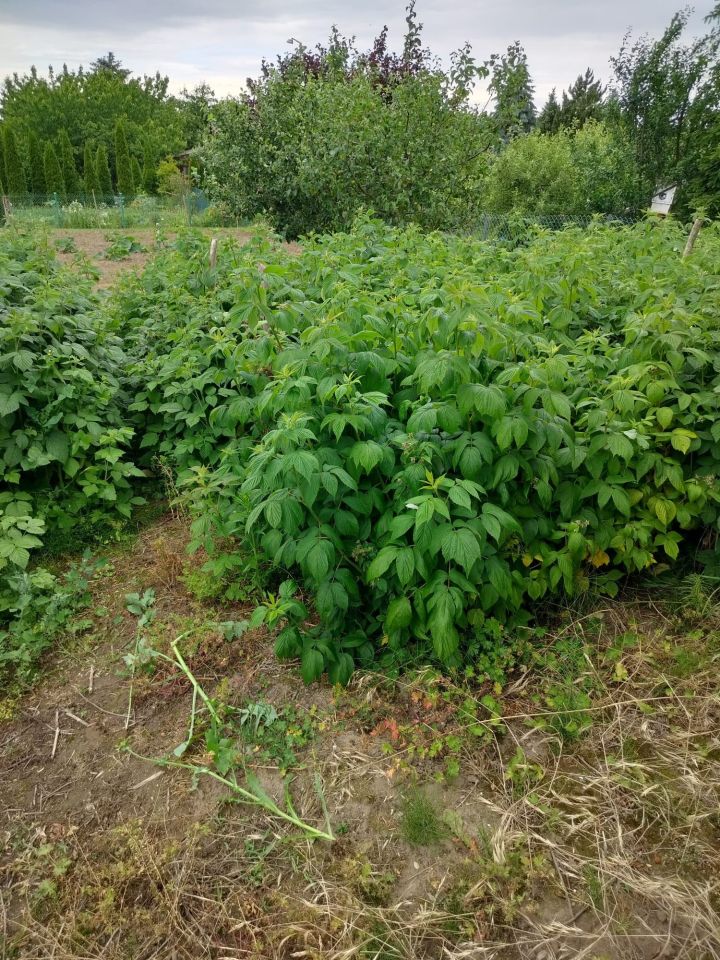 Działka rod Lubiszewo Tczewskie. Zdjęcie 2