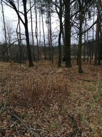 Działka leśna Ruda Śląska Kochłowice. Zdjęcie 1