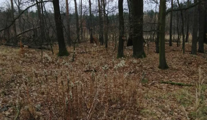 Działka leśna Ruda Śląska Kochłowice