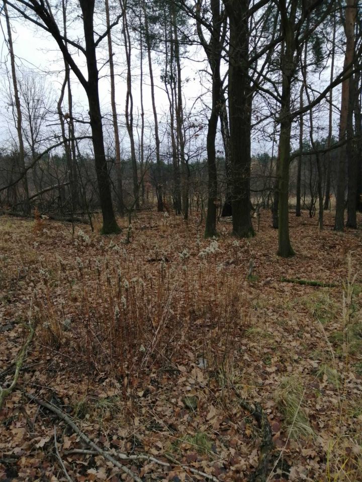 Działka leśna Ruda Śląska Kochłowice