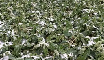 Działka na sprzedaż bez pośredników          
          
            Kaliska - Widok 5