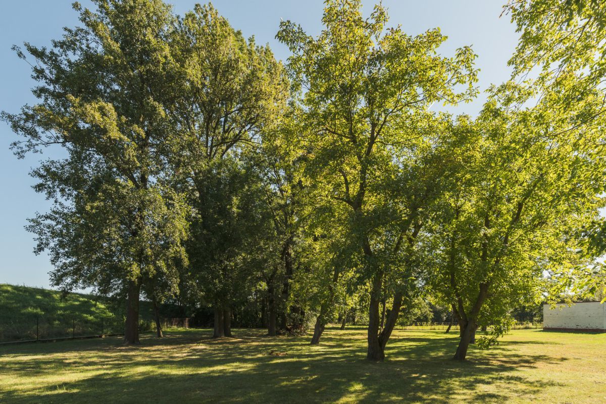 Działka budowlana Opacz. Zdjęcie 16