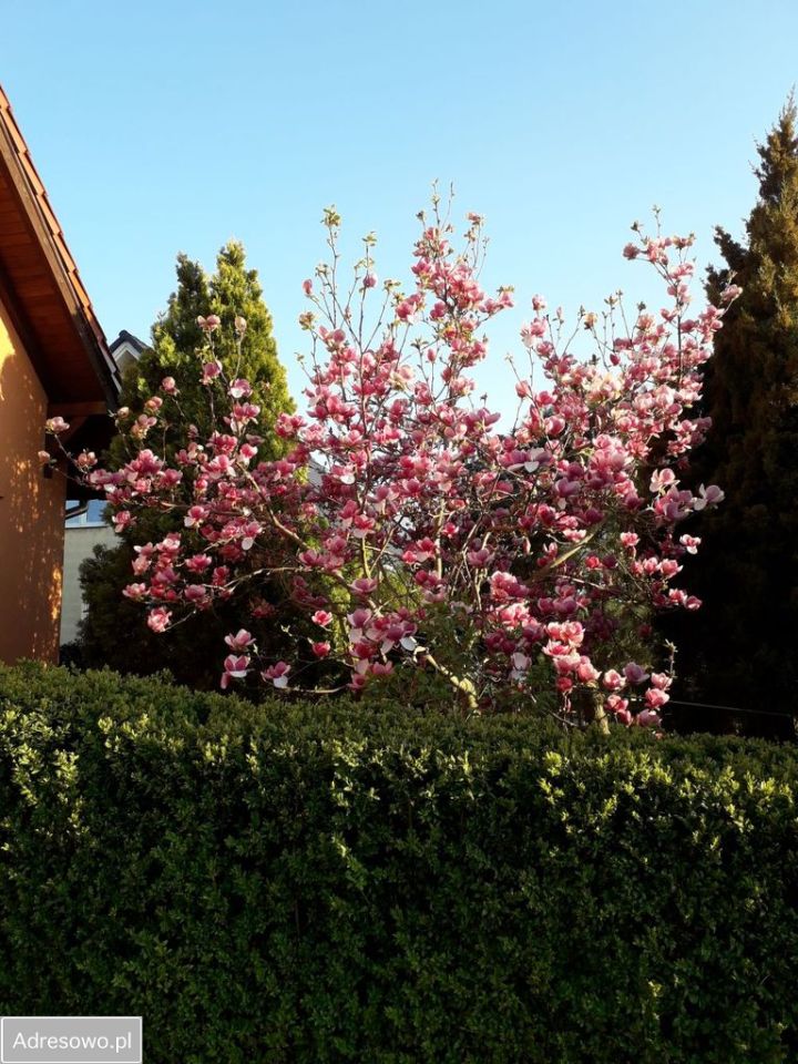 dom wolnostojący, 5 pokoi Wolica. Zdjęcie 9