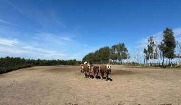 dom wolnostojący Ostrowite