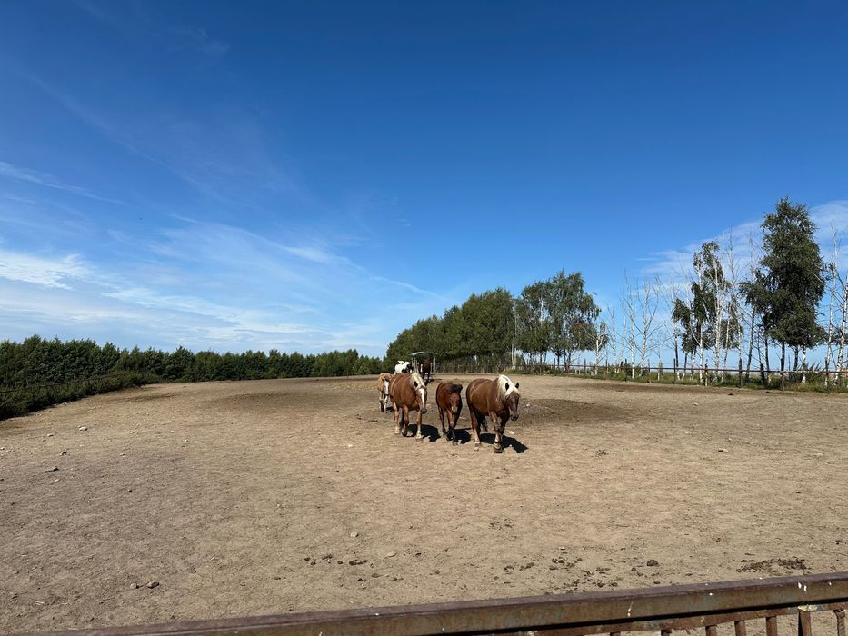 dom wolnostojący Ostrowite. Zdjęcie 2