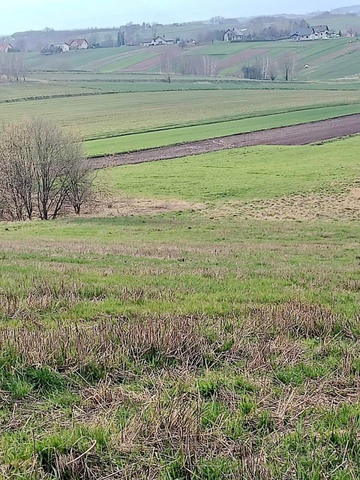 Działka rolna Niechobrz. Zdjęcie 5