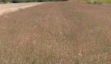 Działka rolno-budowlana Pilchów, ul. Folwarczna