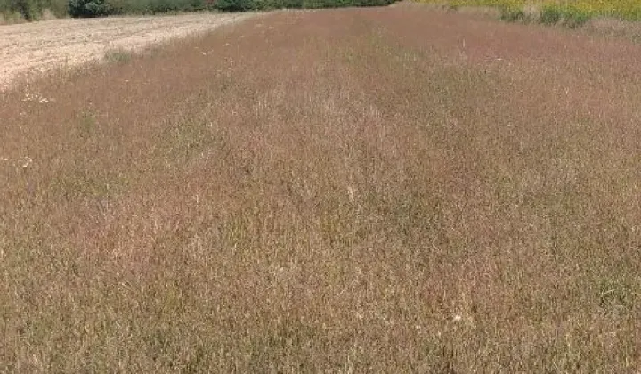 Działka rolno-budowlana Pilchów, ul. Folwarczna