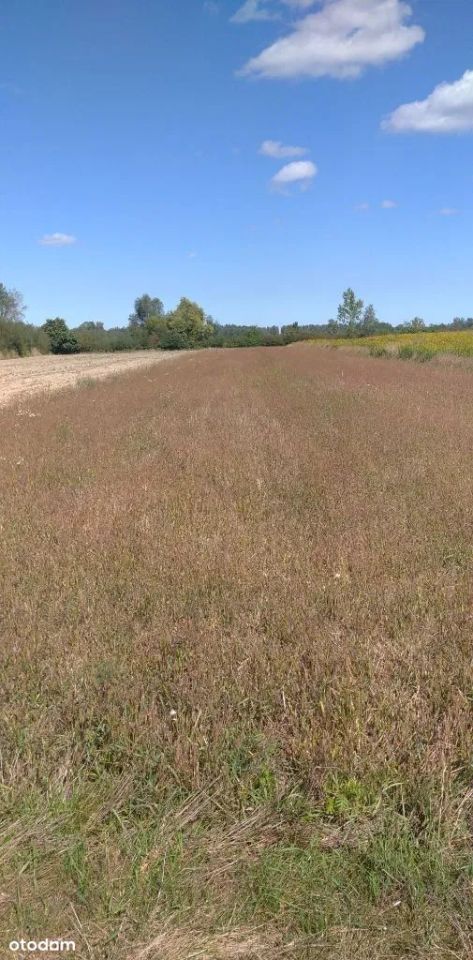 Działka rolno-budowlana Pilchów, ul. Folwarczna