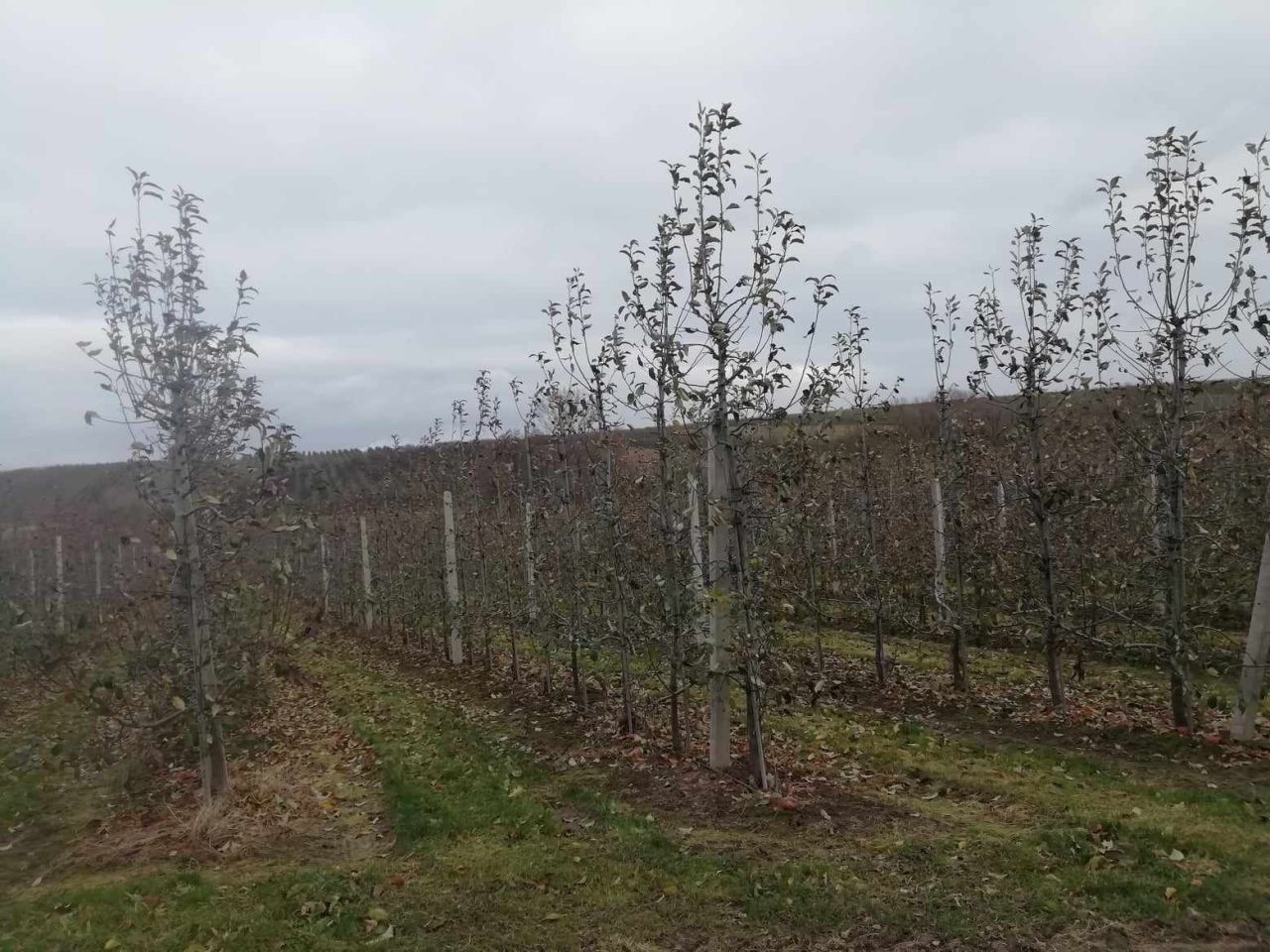 Działka rolna Wielogóra. Zdjęcie 3