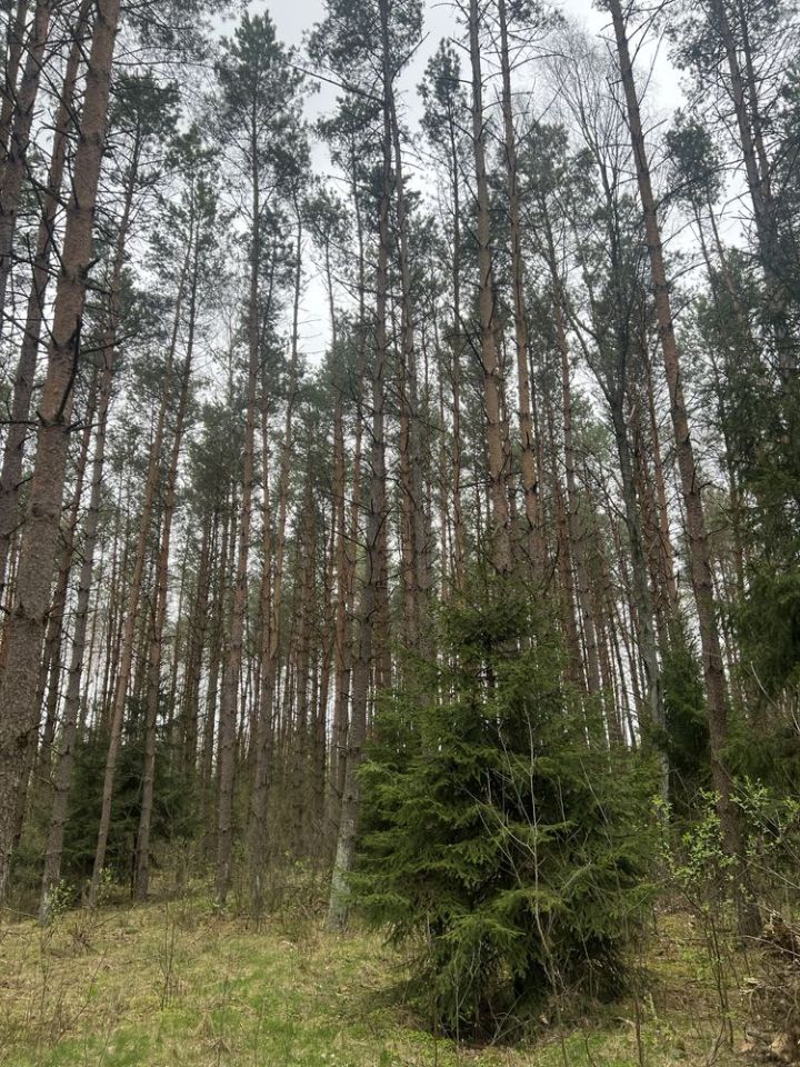 Działka leśna Miedwieżyki