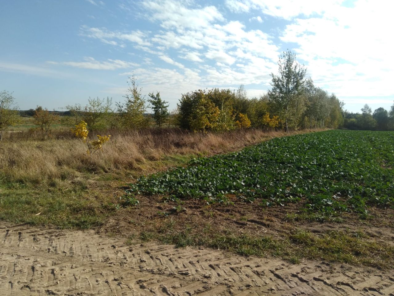 Działka budowlana Kożyno Kożyno