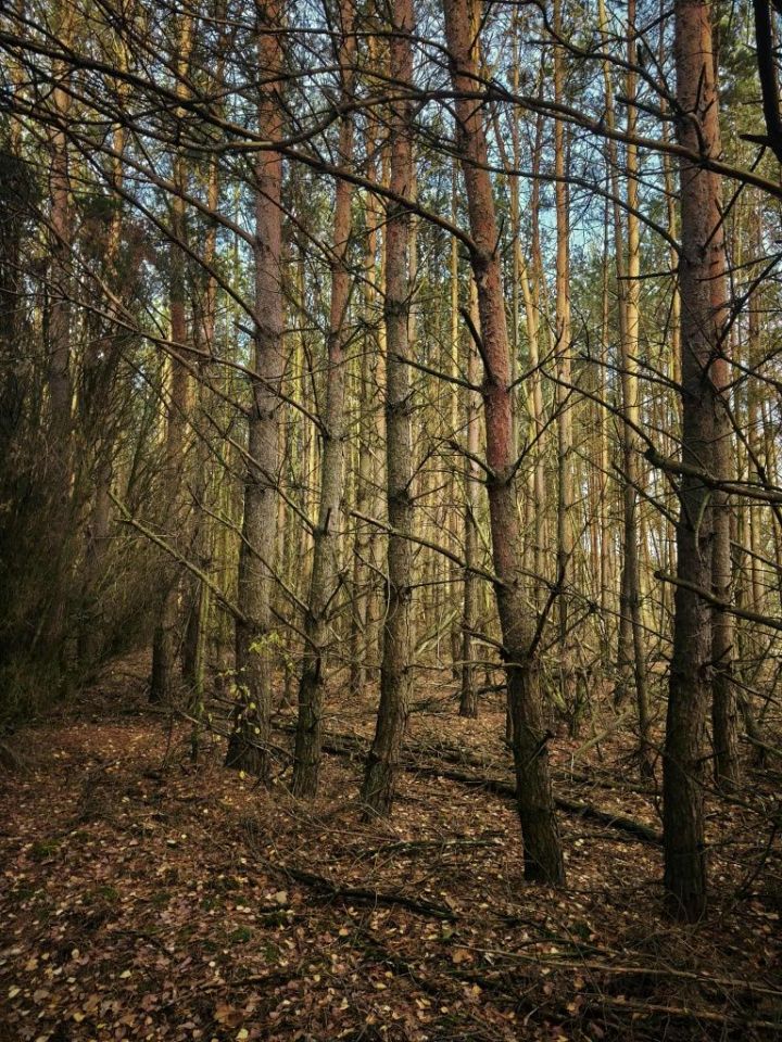 Działka leśna Kukowo. Zdjęcie 4