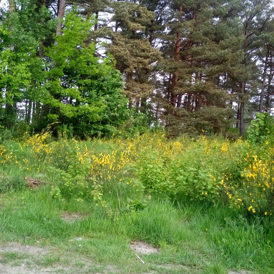 Działka budowlana Gdynia Chwarzno-Wiczlino, ul. Kazimierza Małkowskiego